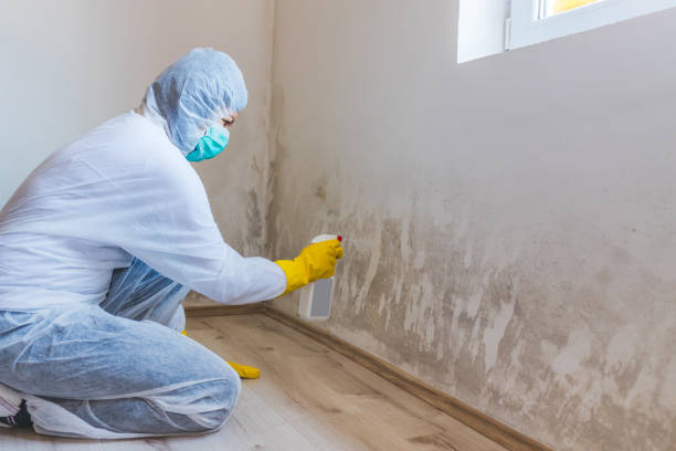 Licensed Black Mold Remediation service in Clifton, TN - 24 Hour Mold Removal