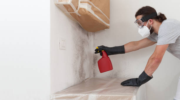 Professional Black Mold Remediation technician working in Clifton, TN