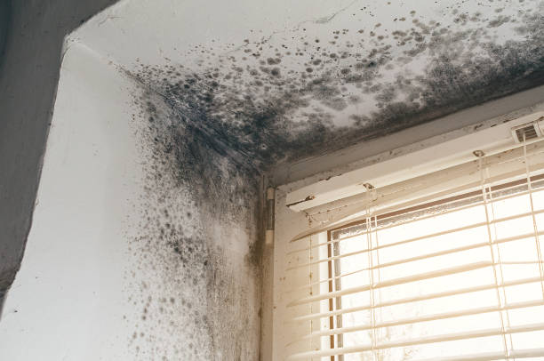 Affordable Black Mold Remediation solutions in Clifton, TN