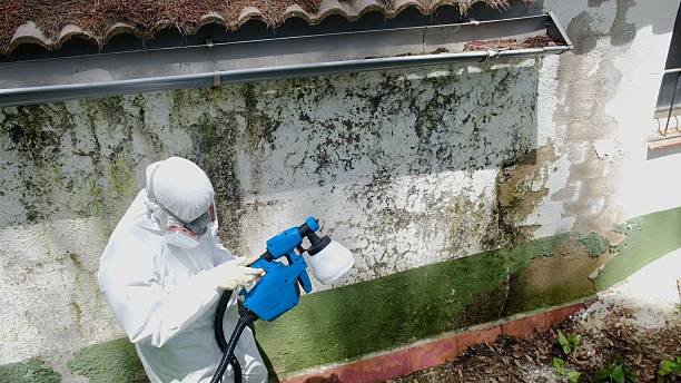 Top rated local Black Mold Remediation specialists in Clifton, TN